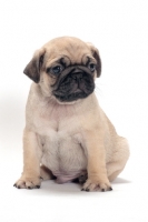 Picture of cute Pug puppy sitting on white background