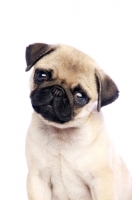 Picture of cute Pug puppy