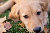 Picture of cute puppy looking at camera