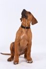 Picture of Cute Rhodesian Ridgeback sitting on white background