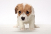 Picture of cute rough coated Jack Russell puppy
