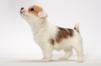 Picture of cute rough coated Jack Russell puppy