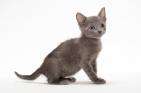 Picture of cute Russian Blue kitten 