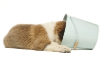 Picture of cute Saint Bernard puppy in bucket