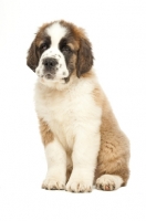 Picture of cute Saint Bernard puppy