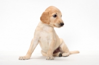 Picture of cute Saluki puppy sitting down