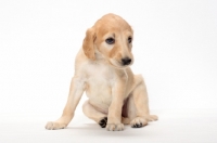 Picture of cute Saluki puppy