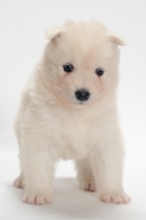 Picture of cute Samoyed puppy, portrait format