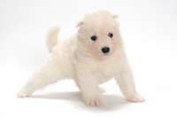 Picture of cute Samoyed puppy standing on white background