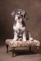 Picture of cute Schnoodle (Schnauzer cross Poodle) on bench