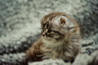Picture of cute Scottish Fold kitten on rug