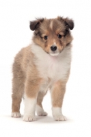 Picture of cute Shetland Sheepdog puppy on white background