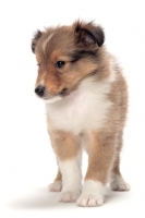 Picture of cute Shetland Sheepdog puppy