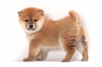 Picture of cute Shiba Inu puppy