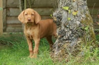 Picture of cute shorthaired Hungarian Vizsla puppy, behind tree