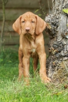 Picture of cute shorthaired Hungarian Vizsla puppy, front view