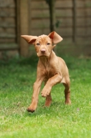 Picture of cute shorthaired Hungarian Vizsla puppy, running