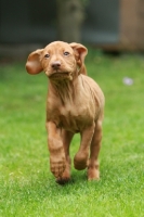Picture of cute shorthaired Hungarian Vizsla puppy, running