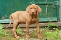 Picture of cute shorthaired Hungarian Vizsla puppy, standing near shed