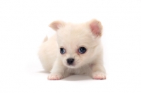 Picture of cute smooth coated Chihuahua puppy on white background