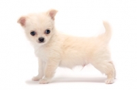 Picture of cute smooth coated Chihuahua puppy on white background