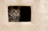 Picture of cute somali kitten inside a cat house covered in carpet