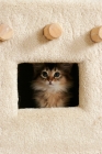 Picture of cute somali kitten inside a cat house looking out