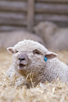 Picture of cute South Down lamb
