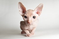 Picture of cute sphynx kitten looking into camera