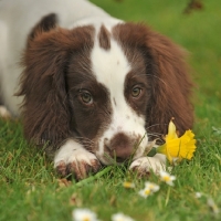 Picture of cute springer spaniel puppy in grass with flower