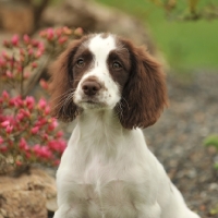 Picture of cute springer spaniel puppy with flower bed