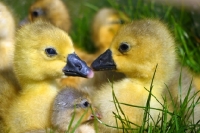 Picture of cute Steinbacher goslings lying on grass