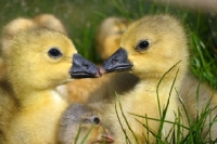 Picture of cute Steinbacher goslings