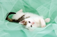 Picture of cute tabby and white kitten