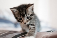 Picture of cute tabby and white kitten