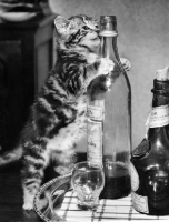 Picture of cute tabby kitten climbing up bottle