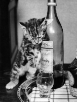 Picture of cute tabby kitten leaning against bottle