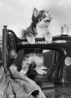 Picture of cute tabby kitten on an old singer sewing machine