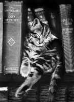 Picture of cute tabby kitten sleeping with old books