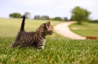 Picture of cute tabby kitten with tail up