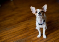 Picture of cute Toy Fox Terrier puppy on wooden floor