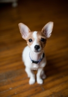 Picture of cute Toy Fox Terrier puppy