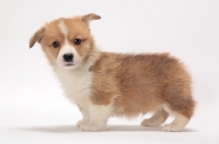 Picture of cute Welsh Corgi Pembroke puppy in  studio