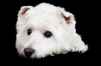 Picture of cute West Highland White Terrier in studio