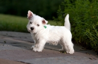 Picture of cute westie puppie 