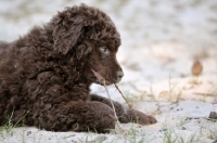 Picture of cute Wetterhound puppy