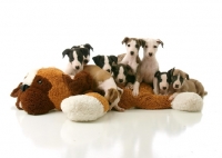 Picture of cute Whippet puppies lying on toy