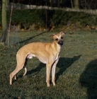 Picture of cute whippet