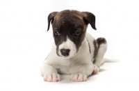 Picture of cute white and brindle Whippet puppy
