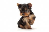 Picture of cute Yorkshire Terrier puppy in studio